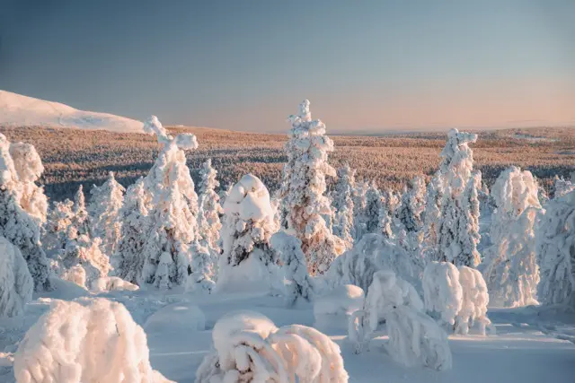 Snowy trees landscape in Norway