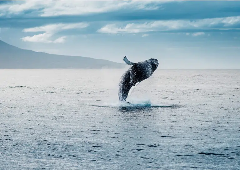 Lofoten tour: spot whales and orcas