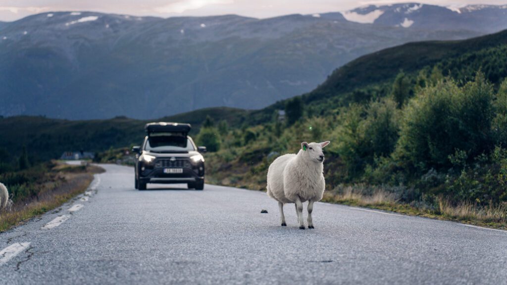 Mooiste autoroute door Noorwegen met schapen