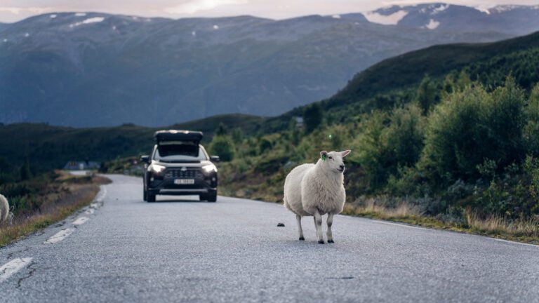 Mooiste autoroute door Noorwegen met schapen