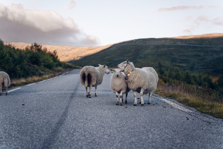 Die schönste Route in Norwegen