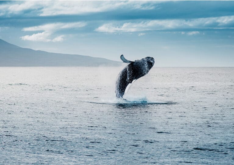 Rondreis Lofoten: spot walvissen en orka's